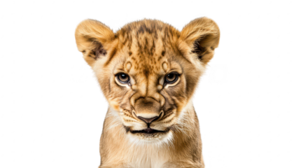 A close-up portrait of a young lion cub with intense eyes. its playful yet fierce expression against a plain white background. ideal for wildlife photography and educational use