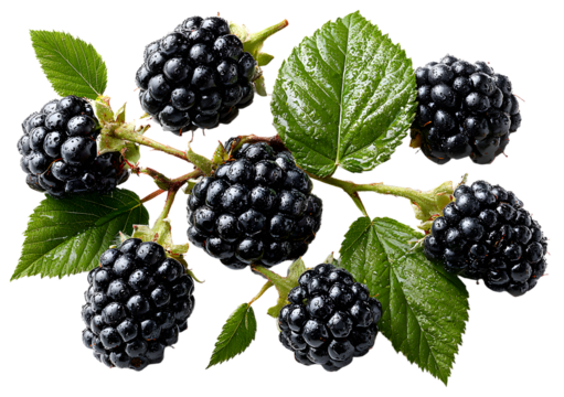 Fresh blackberries and leafy sprigs isolated on transparent background; blackberry set includes single berries, grouped clusters, and branches for food, garden, or health themes