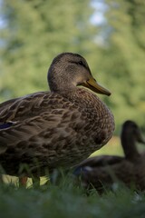Close proximity with duck, close up in the face and feathers 