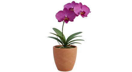 Naklejka premium Purple Orchid in Terracotta Pot