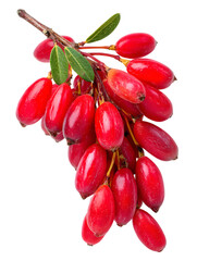 Vibrant red barberries on a branch with green leaves