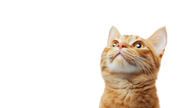 A close-up portrait of an inquisitive orange tabby cat gazing upwards against a plain white background. capturing its curious expression and fur. ideal for pet-related content