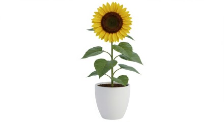 Obraz premium Single Sunflower in White Pot Against White Background