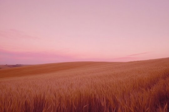 Serene golden wheat field stretches into rolling hills beneath a tranquil pink sunset sky, evoking peace and natural beauty - Powered by Adobe