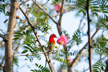 Crimson Sunbird Feeding on Flower Nectar in Chitwan National Park