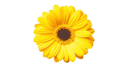 A yellow flower with intricate petals and a dark center. beautifully displayed against a clean white background. ideal for nature-themed designs or floral arrangements