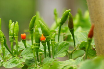 Bird's Eye Chilli are on the bird's eye chilli plant. They are vegetables that I grow naturally in my garden.