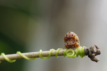 Two ladybugs mating on a branch. This macro photo captures the unique behavior of the insects in their natural habitat.