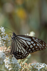 Graceful Butterfly Feeding on White Wildflowers
