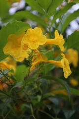 Bright yellow flowers blossoming in the garden signify the beauty of spring and summer