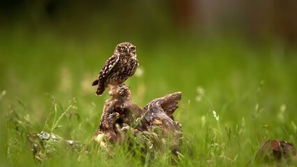 eagle owl in the grass