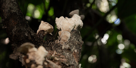 Hongos silvestres creciendo sobre tronco de árbol en el bosque