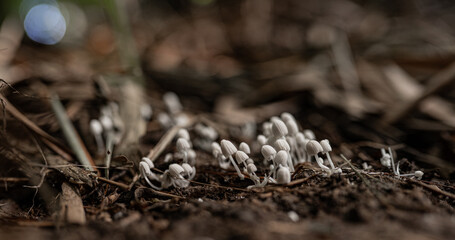 Pequeños hongos blancos creciendo sobre el suelo del bosque húmedo