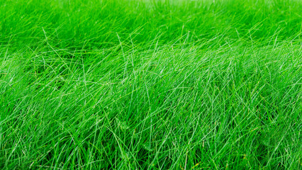 Lush green grass texture in natural outdoor setting