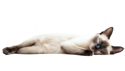 A relaxed Siamese cat lies comfortably on a clean white surface. its distinctive features and playful demeanor. perfect for pet-related content or animal care articles