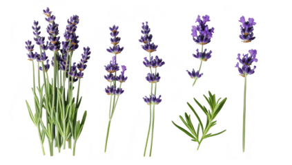 A beautiful arrangement of fresh lavender sprigs and flowers on a clean white background. their purple color and delicate details. ideal for botanical illustrations or floral design projects