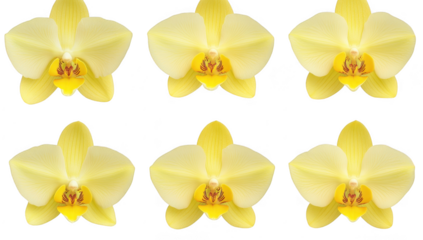 A collection of six yellow orchids with delicate petals and striking central markings. their natural beauty against a clean white background. ideal for floral-themed design projects