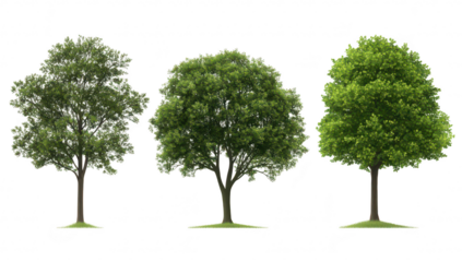 A collection of three distinct trees varying shades of green foliage. symbolizing the beauty of nature and the changing seasons. suitable for environmental themes and educational materials