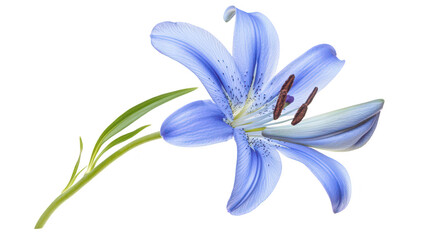 A stunning blue lily flower in full bloom. delicate petals and intricate details. set against a clean white background. perfect for nature-themed designs and floral arrangements