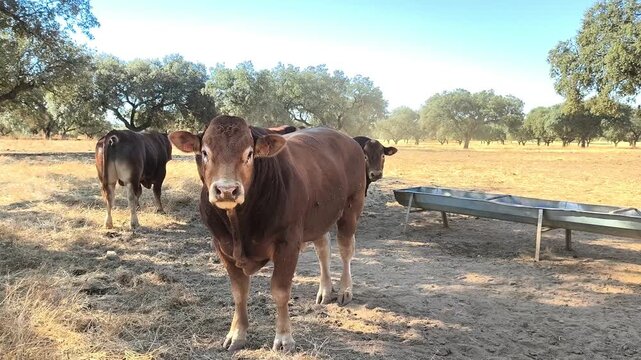 Toro limousin se enfrenta
