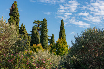 Cupressus (Cypress) evergreen conifers trees during summer season in Sirmione city town