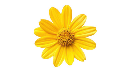 Naklejka premium A yellow flower with broad petals and a textured center. beautifully displayed on a clean white background. ideal for nature-themed projects and botanical illustrations