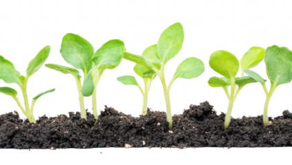 A row of green seedlings emerging from dark. rich soil. early growth in a bright. light-filled environment. symbolizing new beginnings and agricultural potential