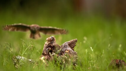 bird in the grass