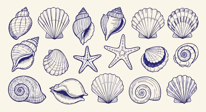 Delicate hand drawn collection of seashells and starfish evokes coastal charm and summer vacation dreams