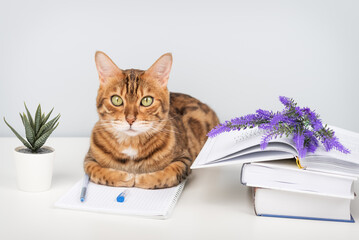 Bengal cat with a book and notebook on the table - pet and study.