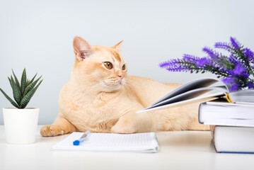 A Burmese cat with books and a notebook on the table is a smart pet at home.
