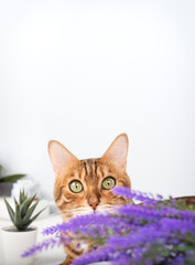 A playful Bengal cat peeks out from behind a lavender branch.