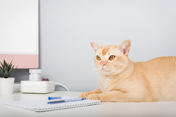A Burmese cat is relaxing on a desk.