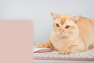 A serious ginger cat works at a home office desk.