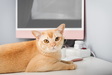 A Burmese cat is relaxing on a desk.