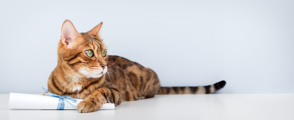Bengal cat with a paper scroll on a light blue background