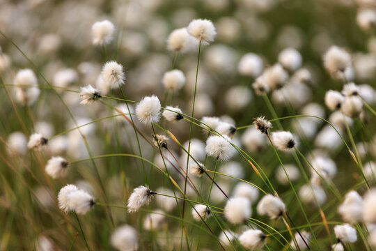 Wollgras im Venner Moor