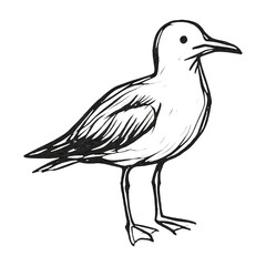 PNG Black and white bird illustration.