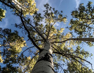Fototapeta premium Upward view of a tall aspen tree