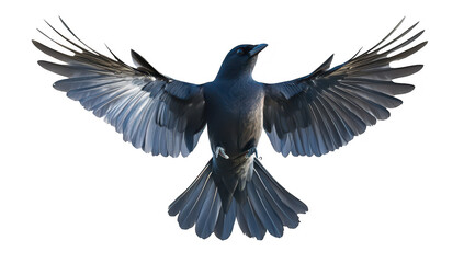 Obraz premium A majestic bird in mid-flight. its expansive wingspan against a clean white background. symbolizing freedom and grace. ideal for nature and wildlife photography
