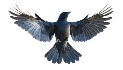 A majestic bird in mid-flight. its expansive wingspan against a clean white background. symbolizing freedom and grace. ideal for nature and wildlife photography