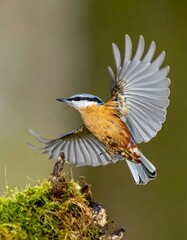 Bird in flight over moss