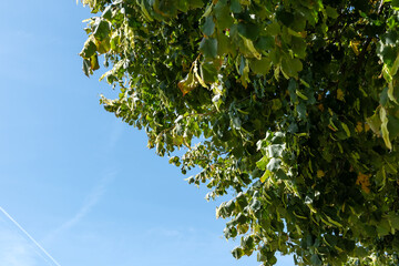 A tree with leaves is in the middle of a blue sky