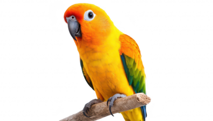 A sun conure perched on a natural branch. its brilliant orange. yellow. and green feathers against a clean white background. ideal for wildlife and pet photography