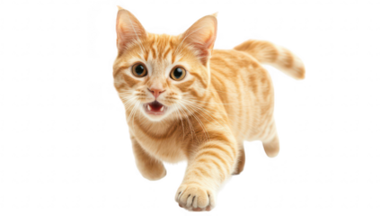 A playful orange tabby cat energetically running towards the camera in a bright. minimalistic environment. its lively personality and agility. ideal for pet-related content