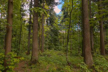 Obraz premium Lush green European forest with dense trees and fresh summer light. Perfect for travel marketing, sustainability campaigns, wellness retreats, and environmental storytelling visuals.