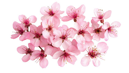 A arrangement of delicate cherry blossom flowers in soft pink hues. their intricate petals and stamens. perfect for spring-themed designs or nature-inspired projects