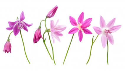 A arrangement of various blooming flowers in shades of pink and purple. their delicate petals and green stems against a clean white background. perfect for nature-themed projects