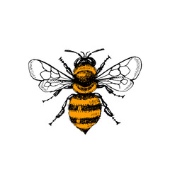 Hand drawn bee sketch. Isolated vector illustration on white background. Honey packaging design