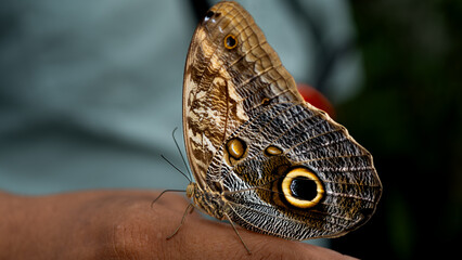 Owl Butterfly